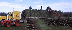 Full load of Christmas trees delivered to Rhode-Island